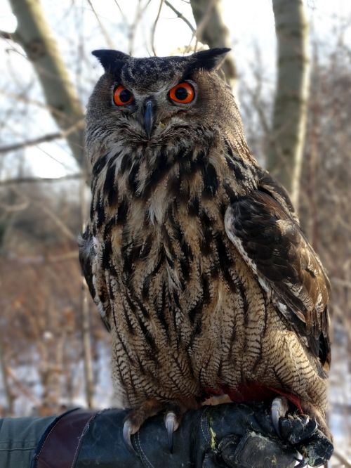 pharaoh eagle owl bird predatory