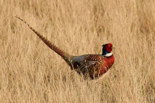 pheasant bird ground