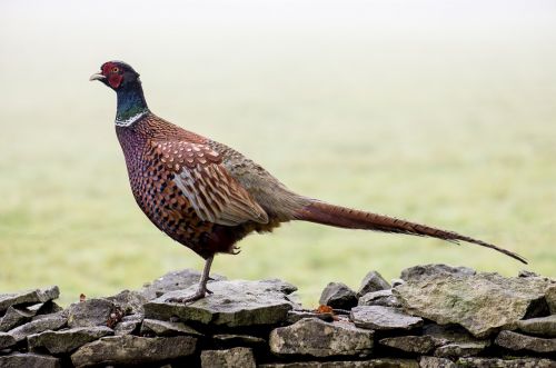 pheasant bird wall
