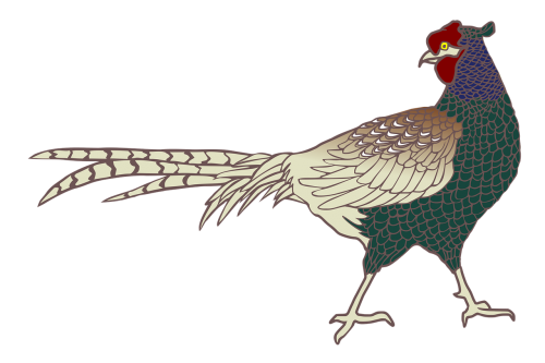 pheasant poultry bird