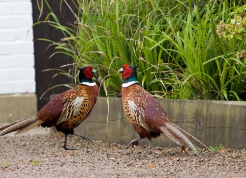 Pheasant