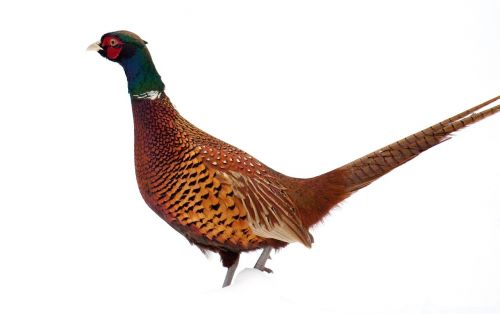 pheasant bird winter