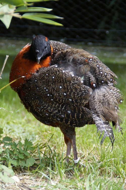 pheasant partridge species