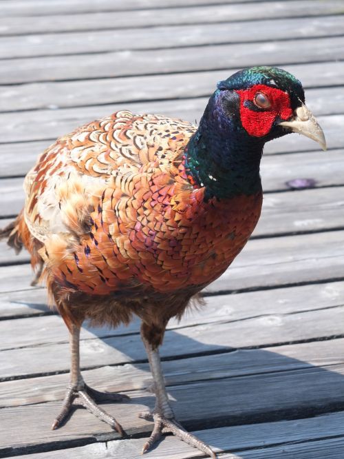 pheasant bird plumage