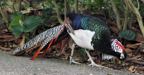 pheasant bird nature