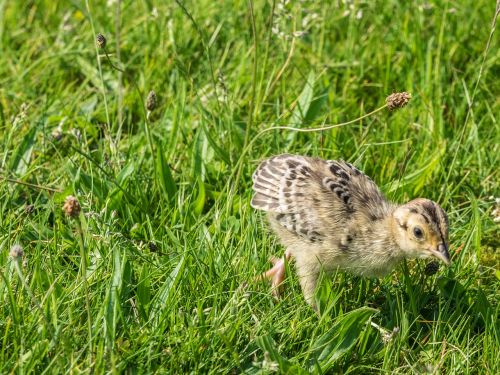 pheasant chicks bird