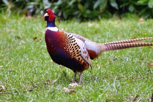 pheasant bird animal