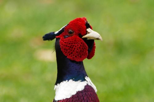 pheasant bird animal