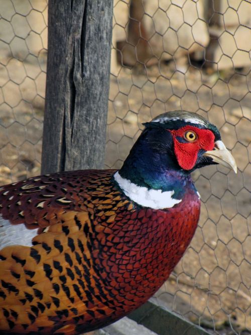 pheasant bird domestic animal