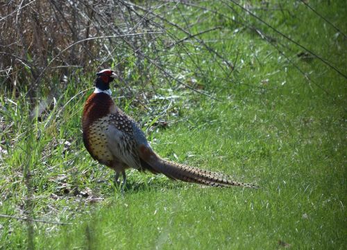pheasant ring-necked feathers