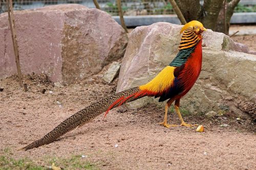 pheasant goldfasan bird
