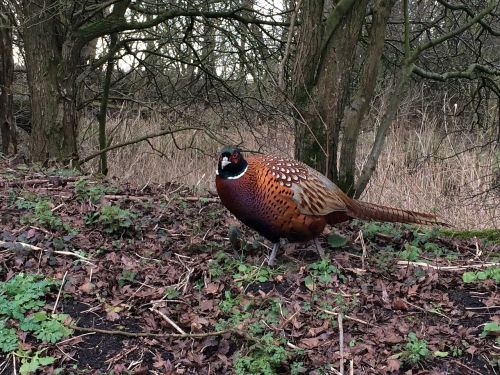 pheasant bird colorful