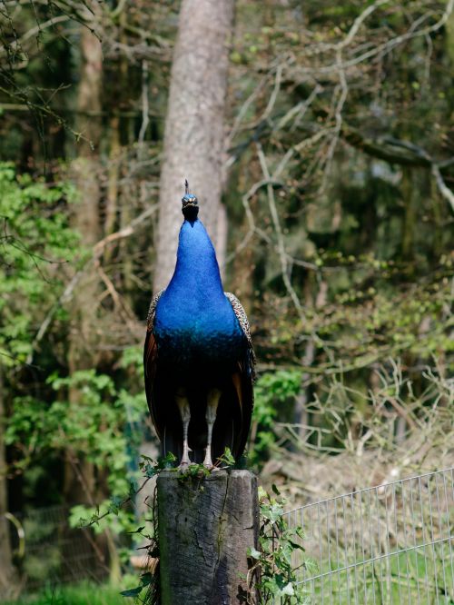 pheasant bird blue