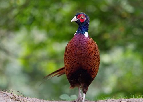 pheasant male bird