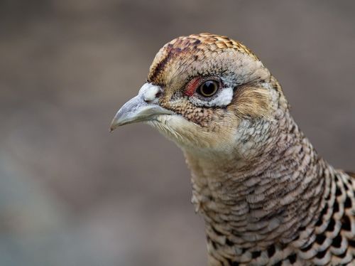 pheasant female bird