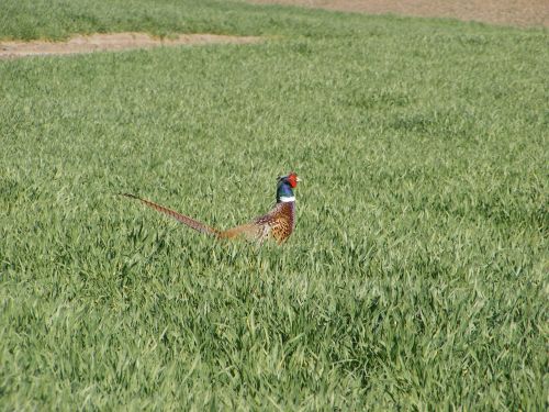 pheasant field green grass