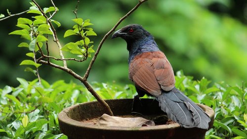 pheasant  bird  avian