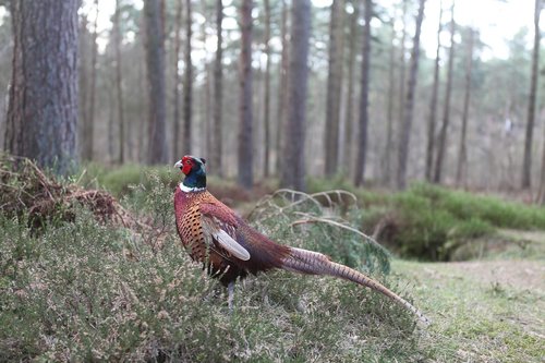 pheasant  woods  bird