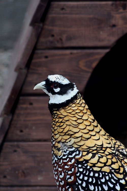 pheasant  royal pheasant  syrmaticus reevesi