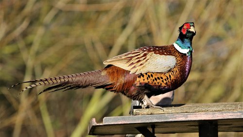 pheasant  female  bird