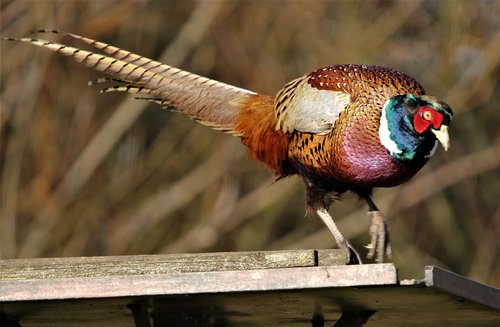pheasant  bird  female