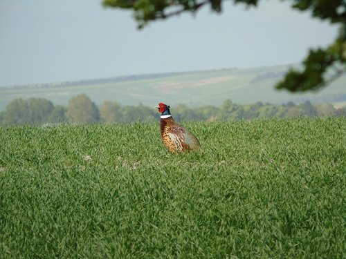 pheasant  nesting  bird watching