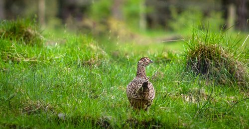 pheasant  hen  meadow