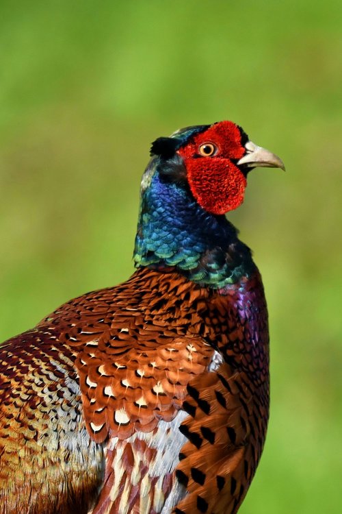 pheasant  bird  plumage