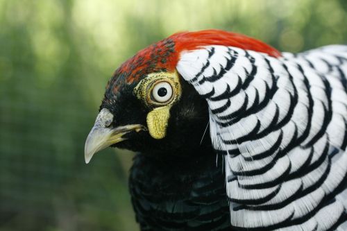 pheasant bird kragfasan