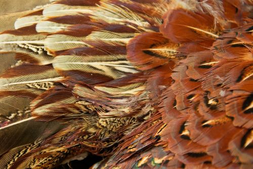 pheasant cock feathers