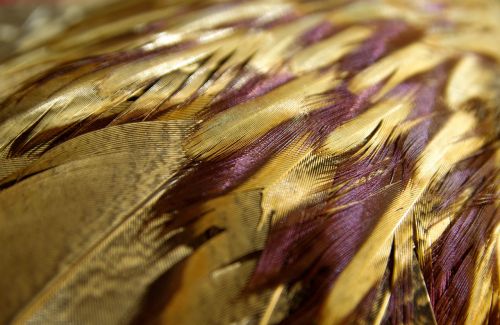 pheasant wing feathers