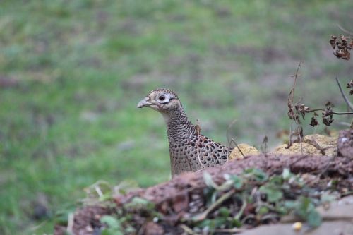 pheasant animal bird