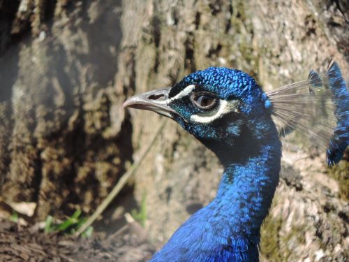 pheasant curitiba zoo