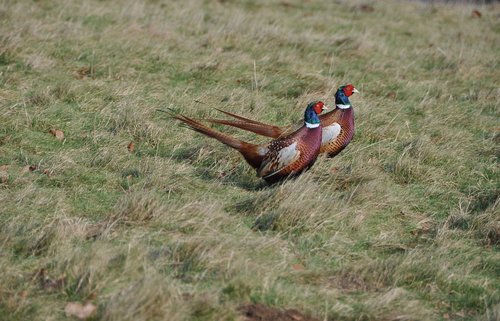pheasants  running  amusing expresssion