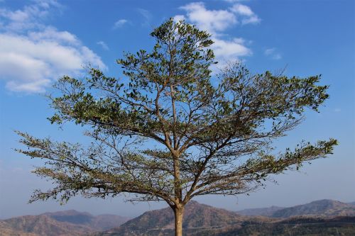 phetchabun thailand tree