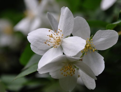 philadelphus bush white spring