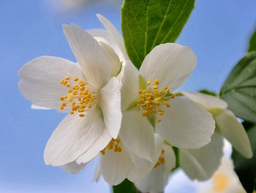 philadelphus bush white spring