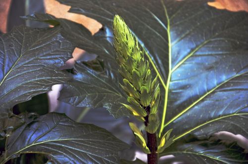 Philodendron Plant