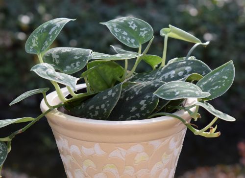 philodendron silva container plant plant