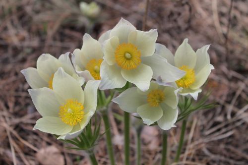 phlomis snowdrops flowers