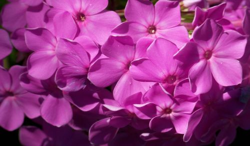 Phlox