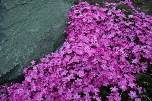 phlox creeping phlox garden