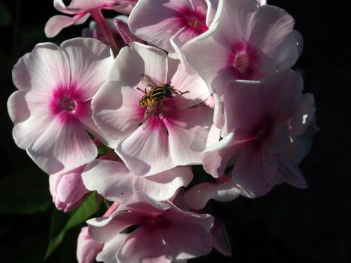 phlox flame flower greek valerian plant