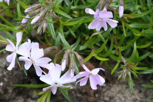 phlox crawl plant rockplant