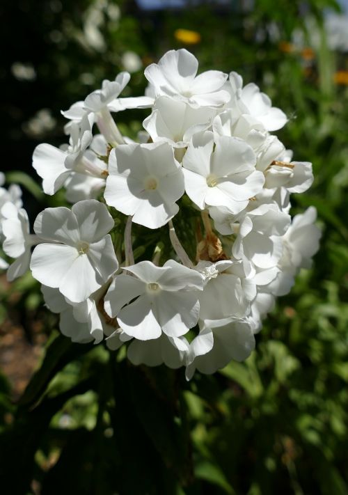 phlox flame flower white