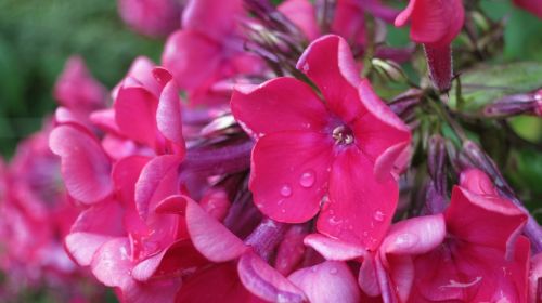 phlox garden close