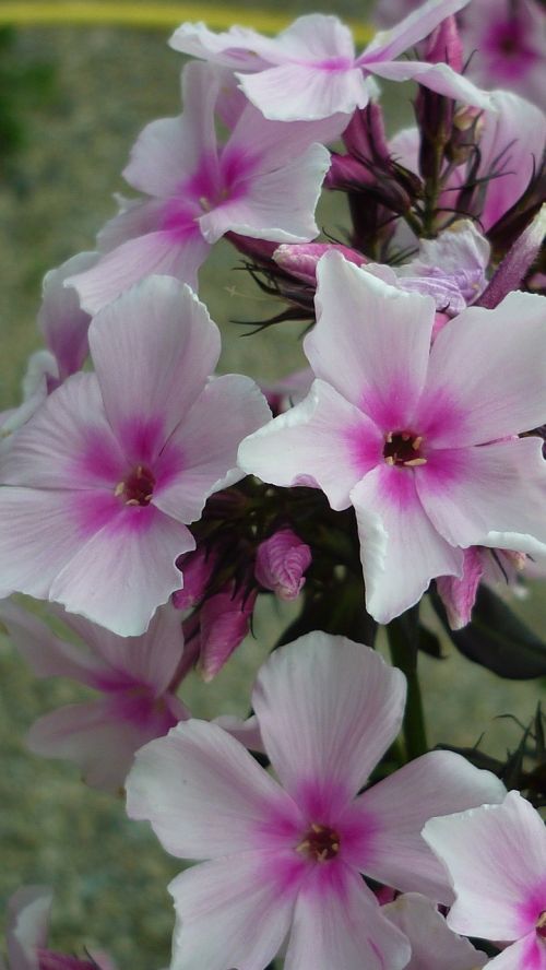 phlox flower white
