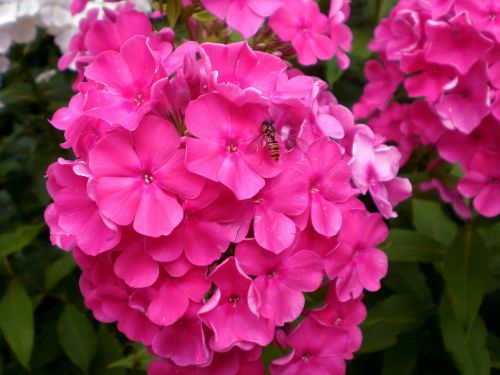 phlox blossom bloom