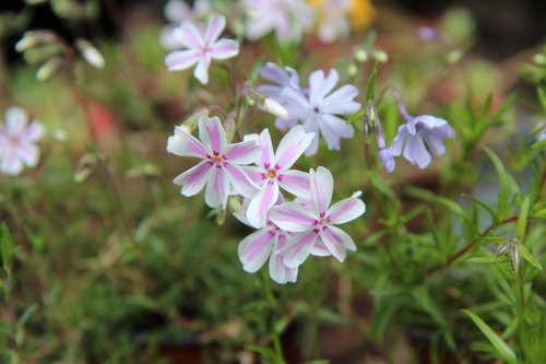 phlox  flowering  spring-flowering