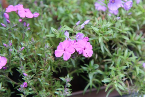 phlox  phlox pink  pink flower